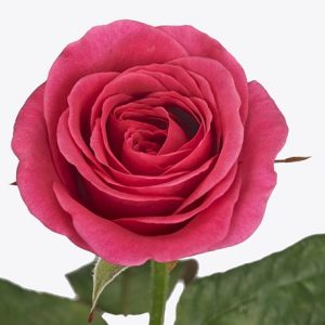 Лондон Белл