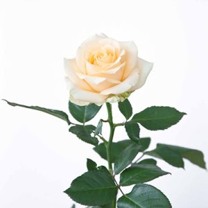 Пич аваланч