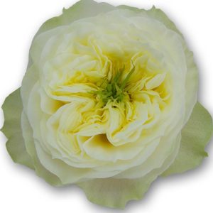 Солберри Хилл